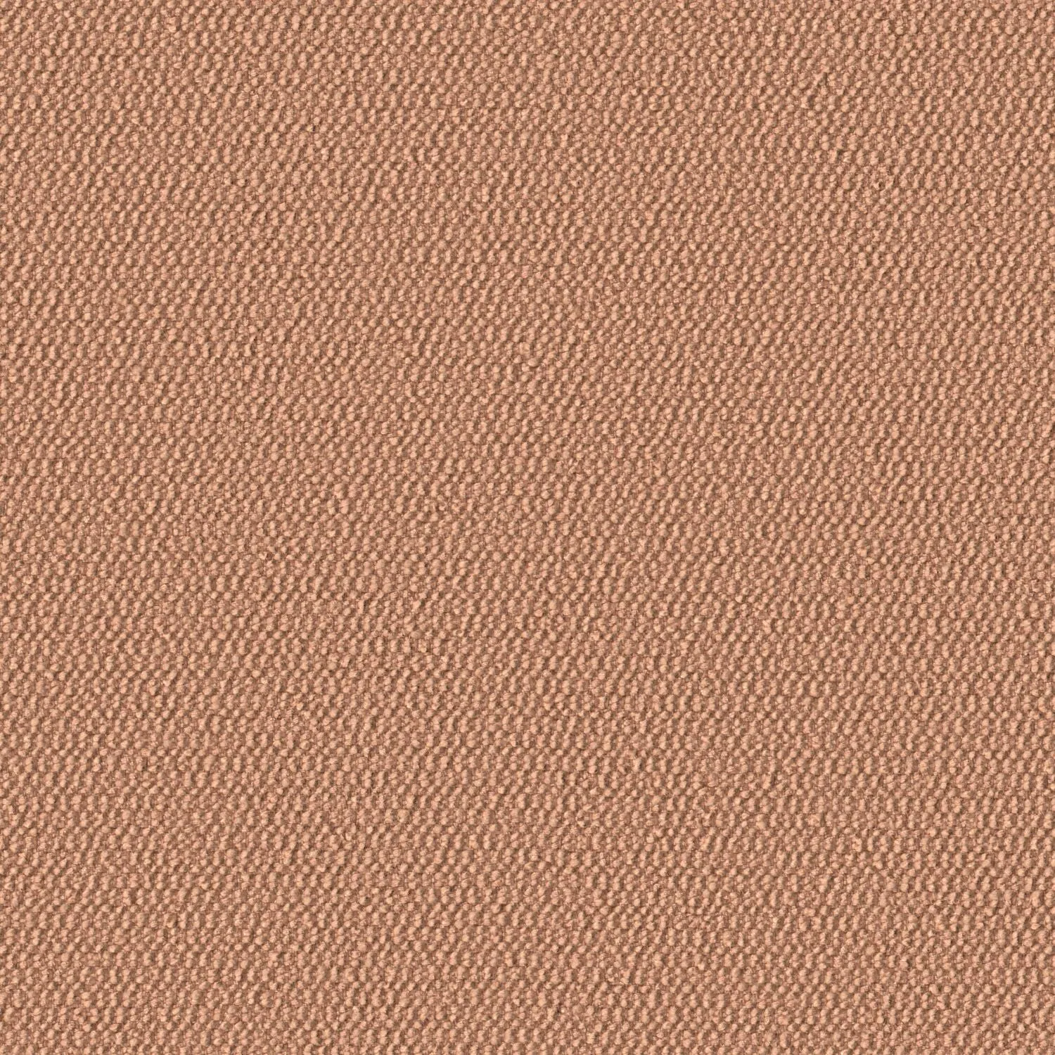 Demi Boucle - Moss-Rose - 2005 - 12