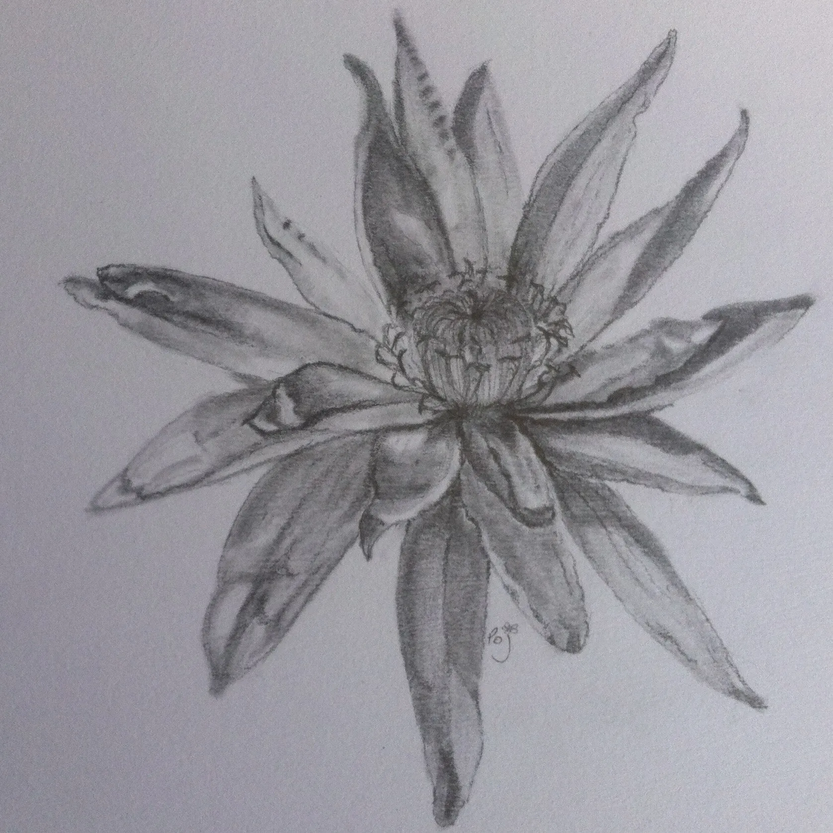 Graphite Pencil drawing course  (4 sessions)  2.00pm-4.30pm  Starting Mon21st October
