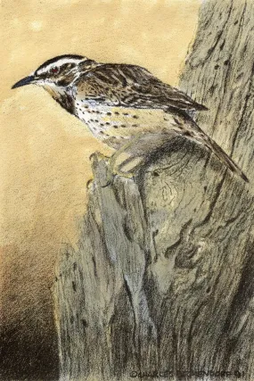 HC Cactus Wren 9.5 x 12.5