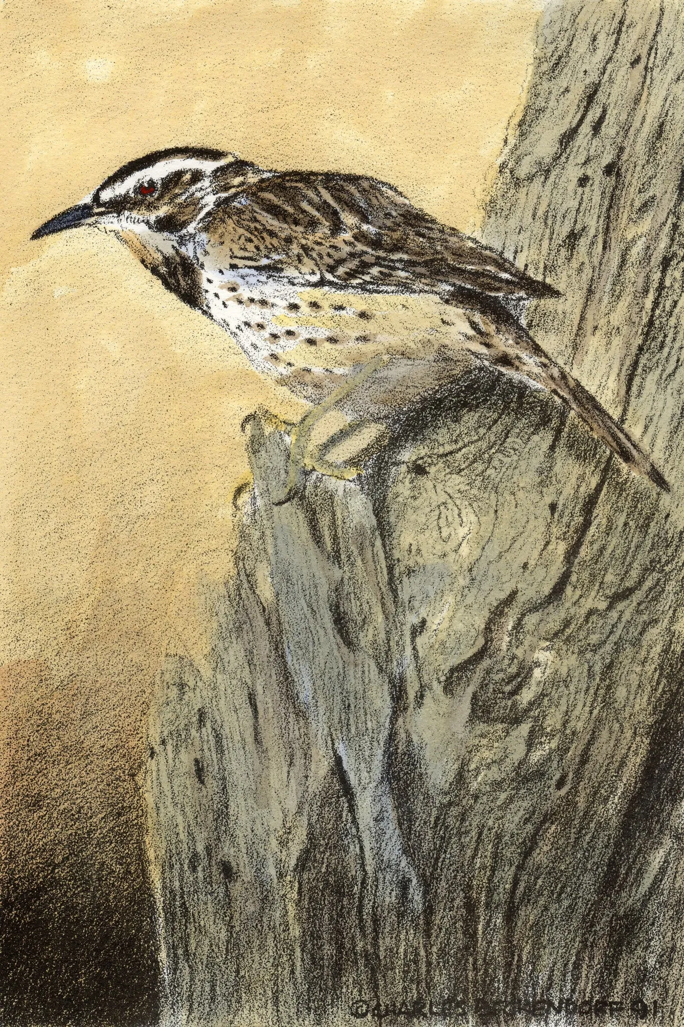 HC Cactus Wren 9.5 x 12.5