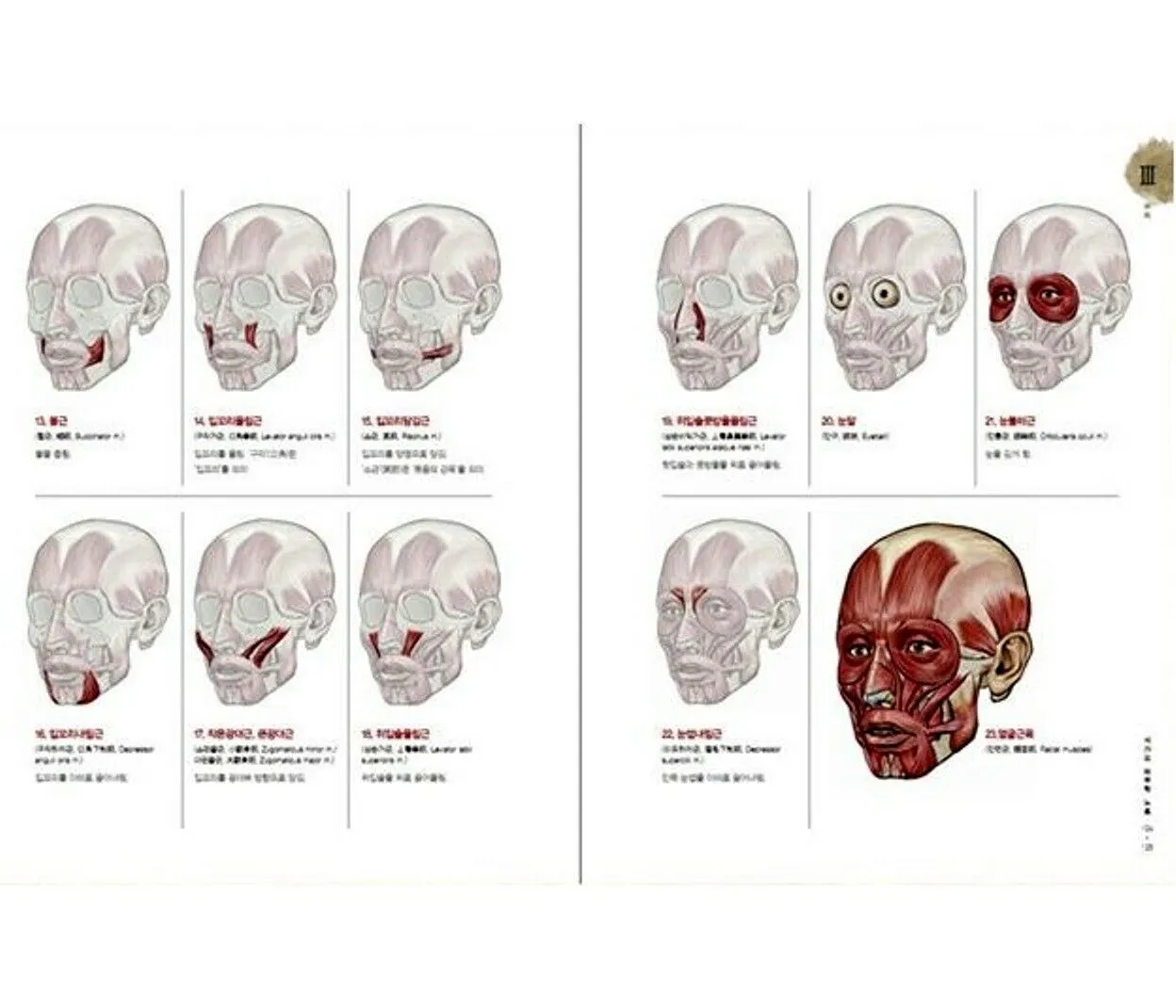 Stonehouse Anatomy